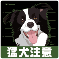 猛犬注意－邊界牧羊犬